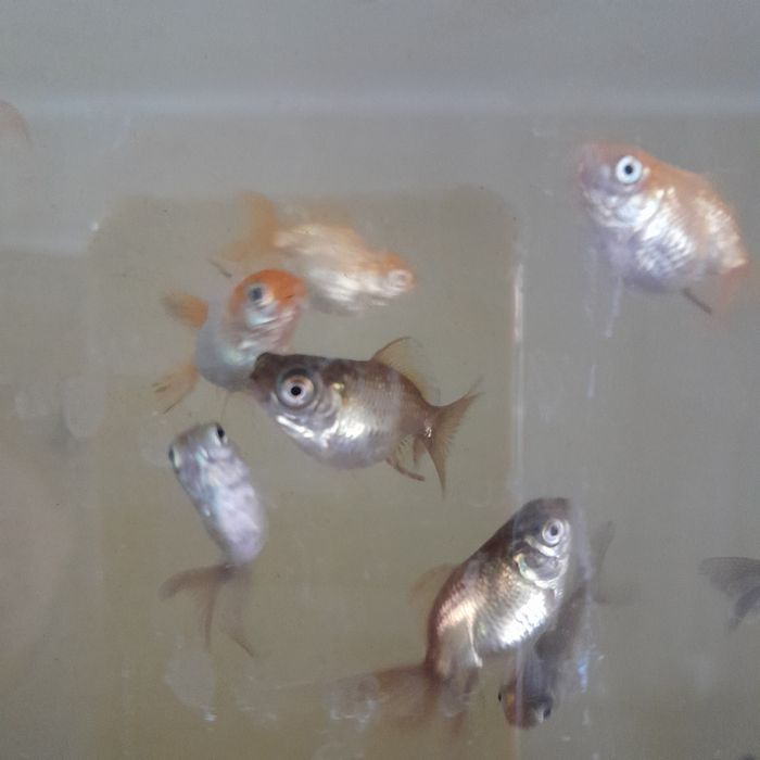 Аквариумная рыбка золотая