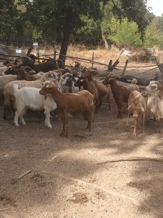 Animale domestice