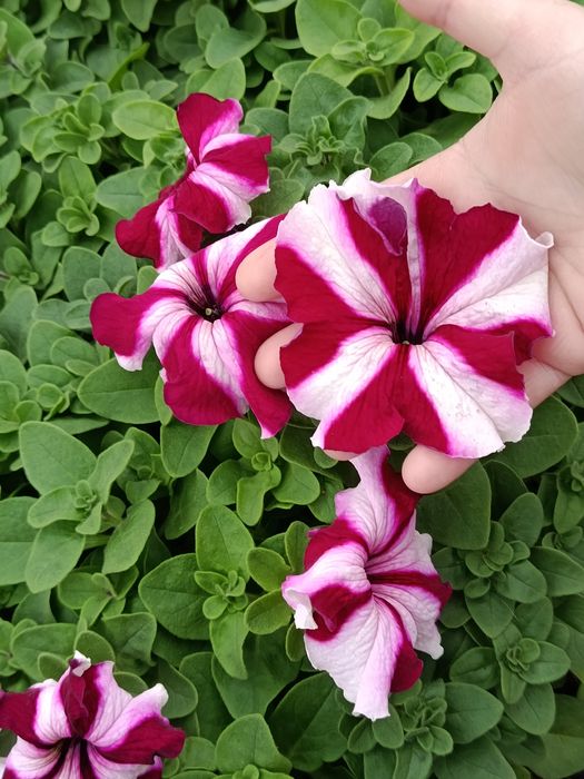 Петуния домашняя