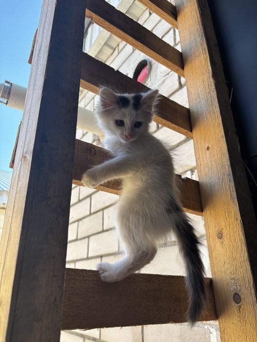 отдам котенка мальчик