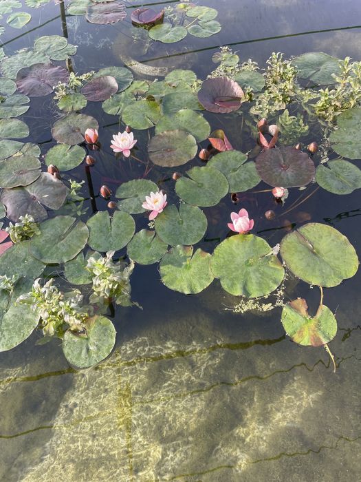 Лилия, лотус, нилуфар гул