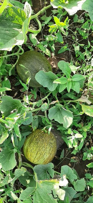 Дача СПП металлург