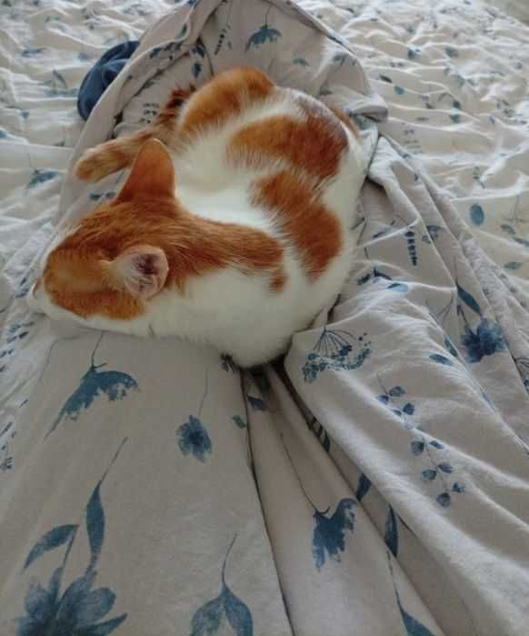 Подарявам мъжко коте