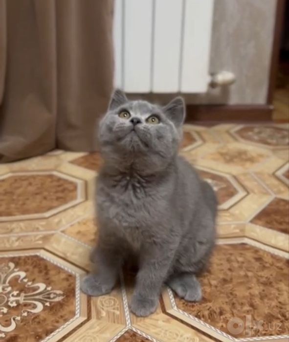 Продаётся шотландец страйт