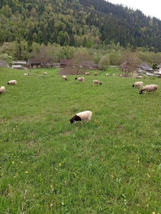 Oi, mieluțe, berbecuți dorper