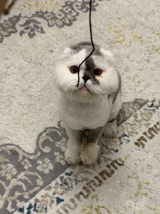 Персидская кошка