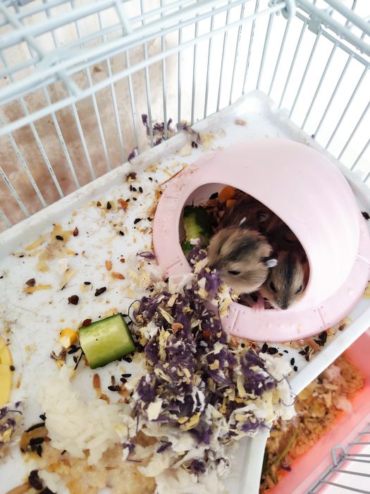 Продам хомячков Джунгарчиков