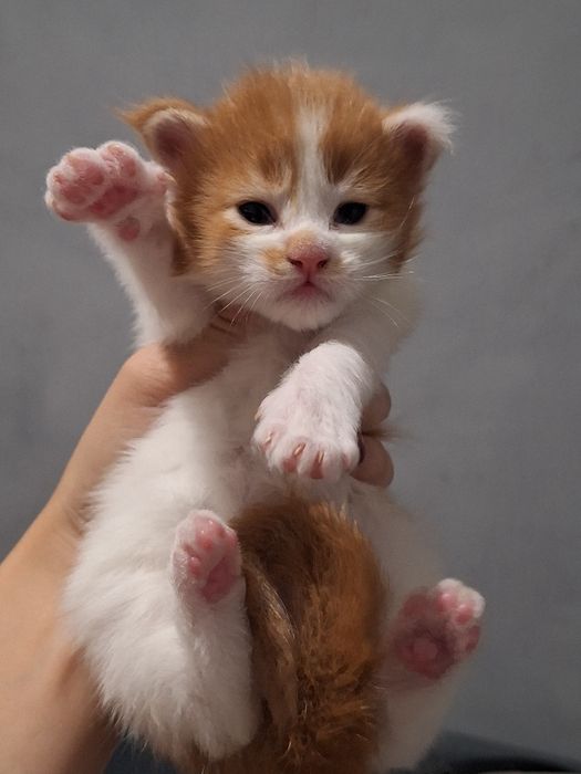 Предлагаются котята мейн-кун!