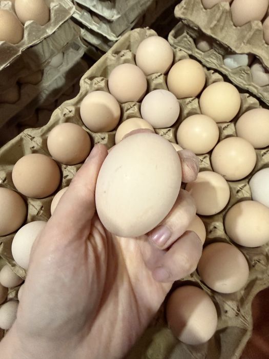 Оптом Шымкент куриные яйца от 40 тг