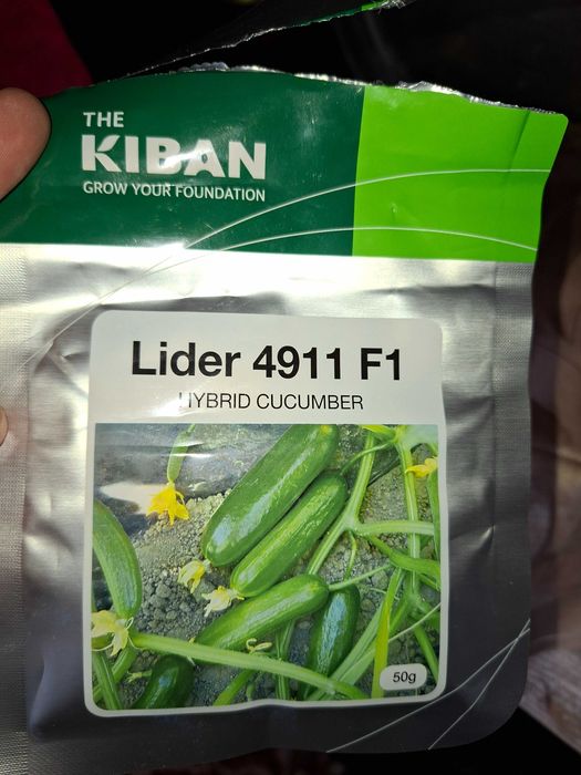 Bodring ko'chati (KIBAN)