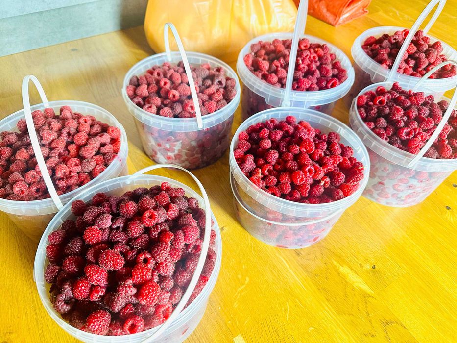 Саженцы малины ремонтантной