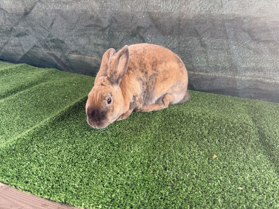 Зайци от породата Рекс