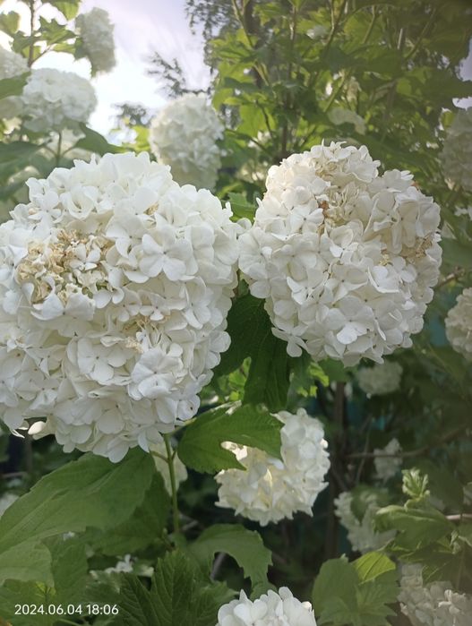 Калина Бульденеж