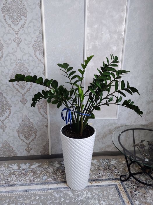 продам  комнатные цветы