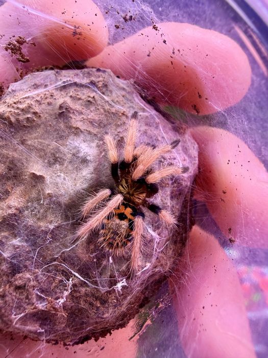 Tarantule si alte nevertebrate