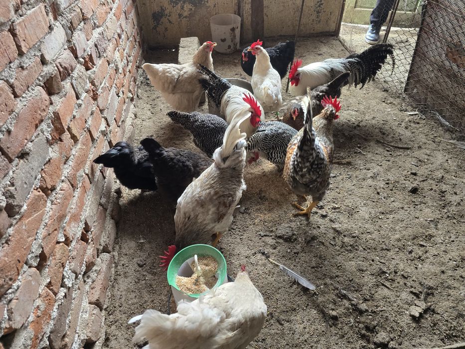 Домашни пресни яйца