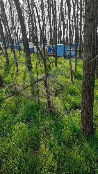 Продава се Парцел в с. Царацово, Област Пловдив - 6000 кв.м за 10 €/кв.м - Снимка #1