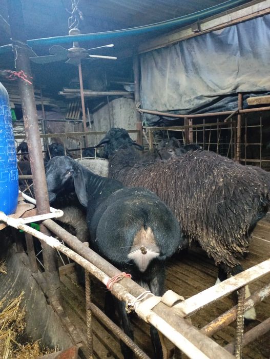 Qòchqorla sotladi yetlgan qurbonlika  zòr varyant