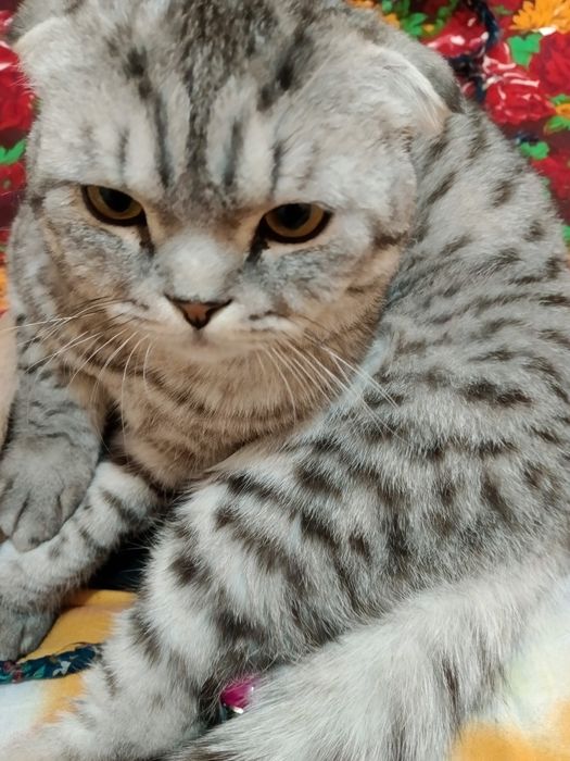 Skotish fold 1 yosh toza mushuk