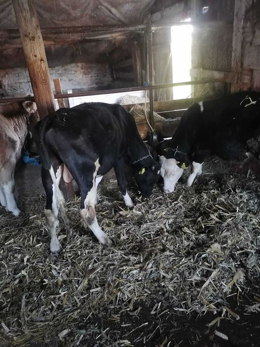 Vând 2 vaci de lapte și 2 vitei ințărcați