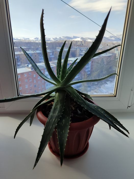 Лечебный Алоэ Вера