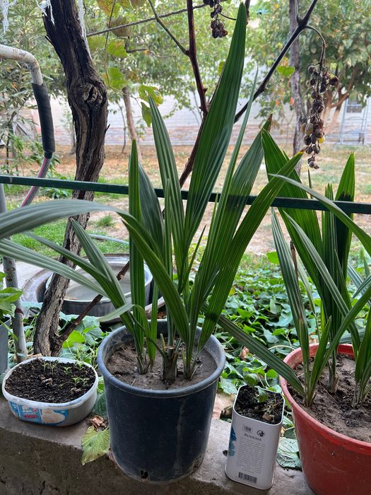 Финиковая пальма 5 летние. Хурмо дарахти