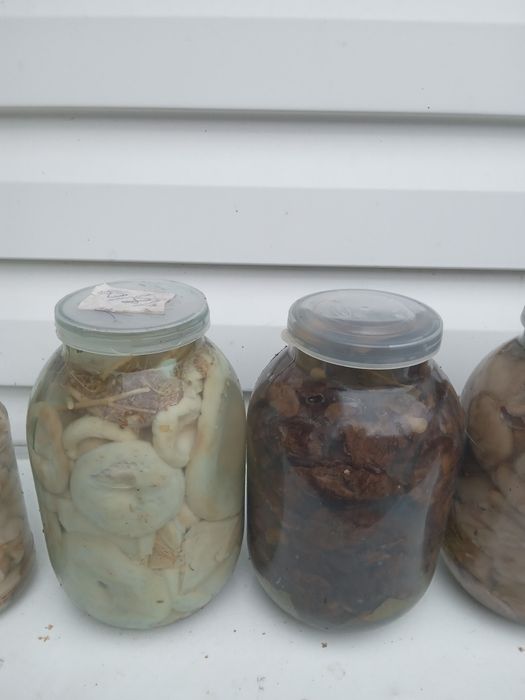Продам маринованные грибы