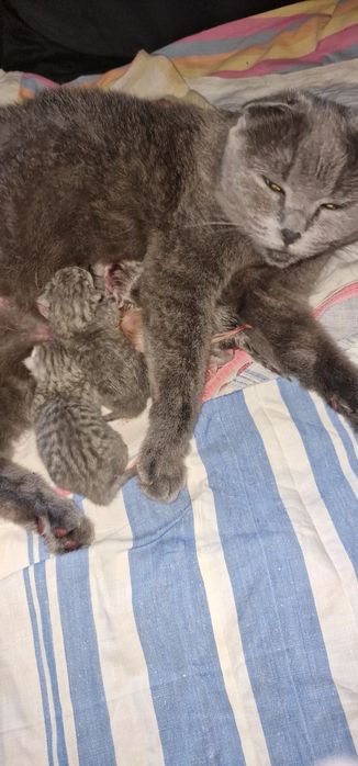 Шотландские котята