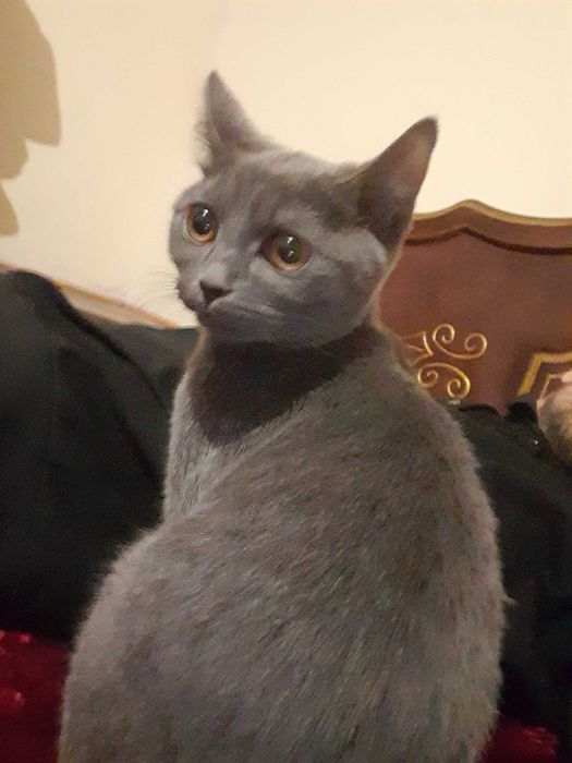 Mushuk Skotish Strayt Sotiladi