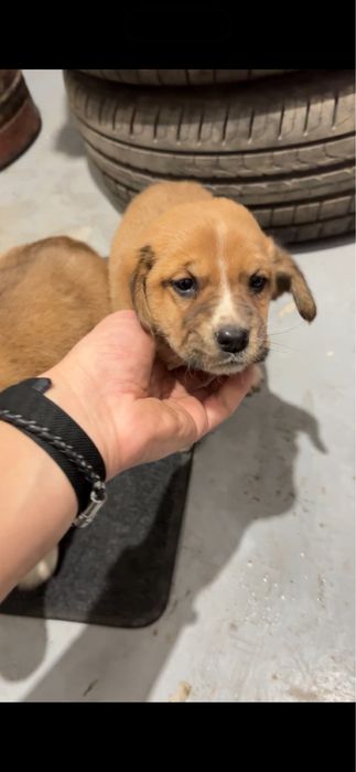 Красивые щенки бесплатно