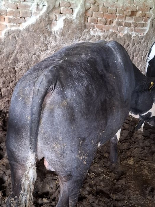 Vițeii de boxă de vînzare
