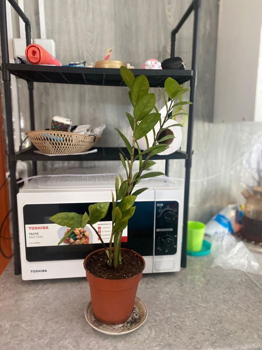 продам комнатные растения