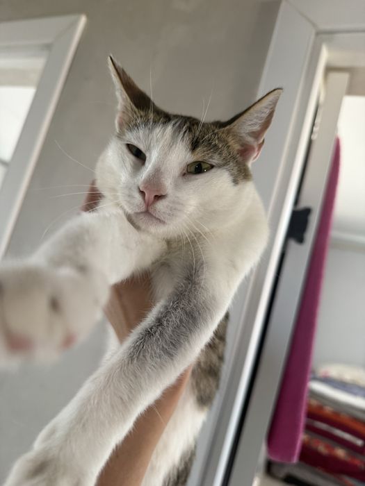 Котик в добрие руки