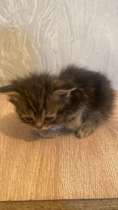 Породистые котята