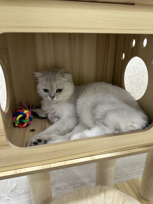 skotish fold SROCHNO sotiladi