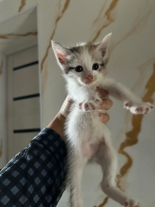 котята бесплатно