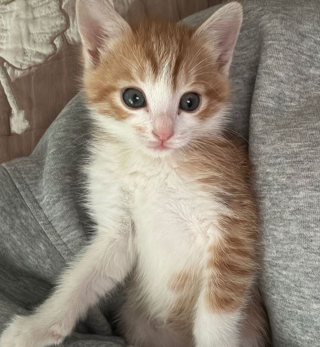 Котенок крысолова