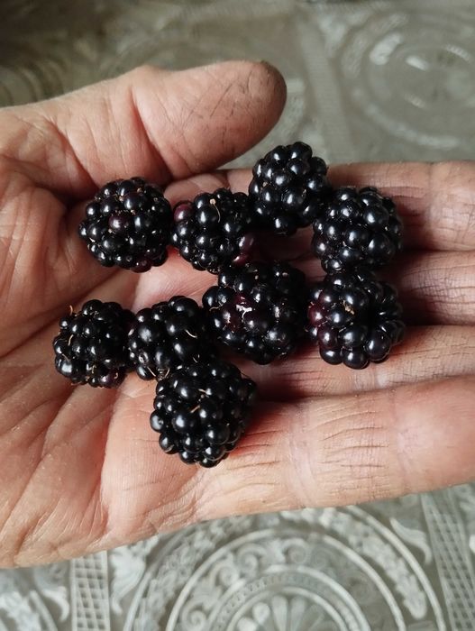 саженцы ежевики не колючие