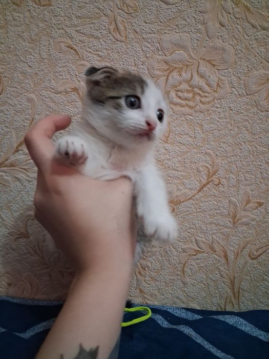 Отдам котят даром
