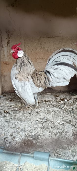 Продавам петле Розкомб