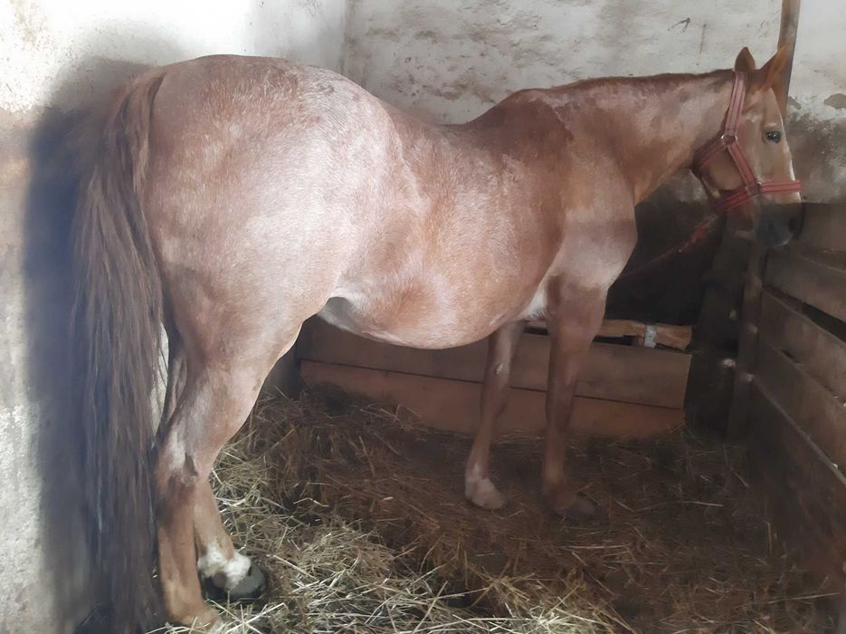 Vând cal Valea-seacă  vraja vasile 0765199580