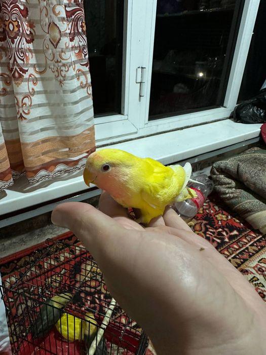 Неразлучники молодые