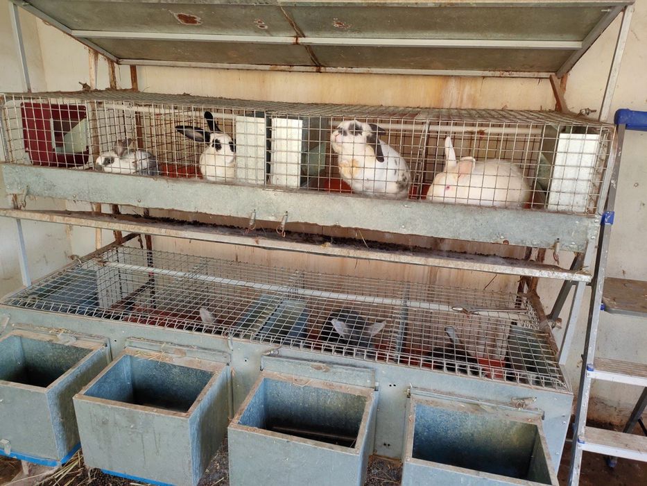 Quyon kletka, куен клетка, клетка для кроликов
