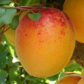 Pomi fructiferi columnari!!!