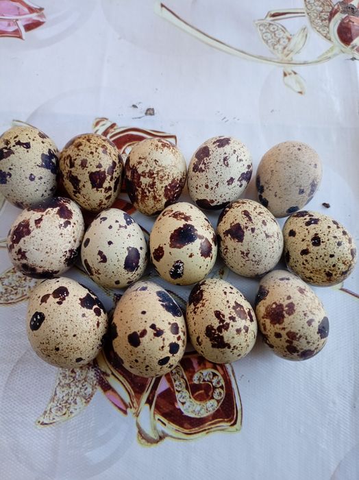 Яйцо перепелиные