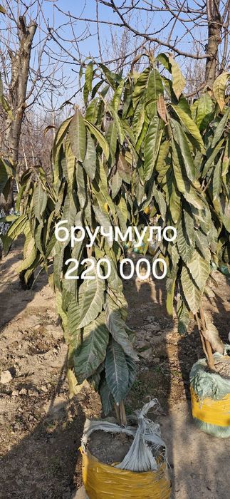 Продается дерево елка бручмула