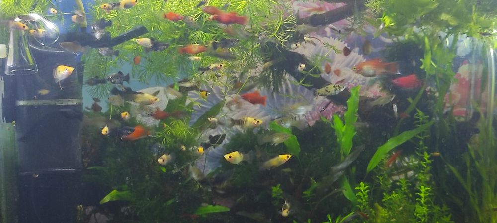 Моллинезии,велиферы,живородящие.