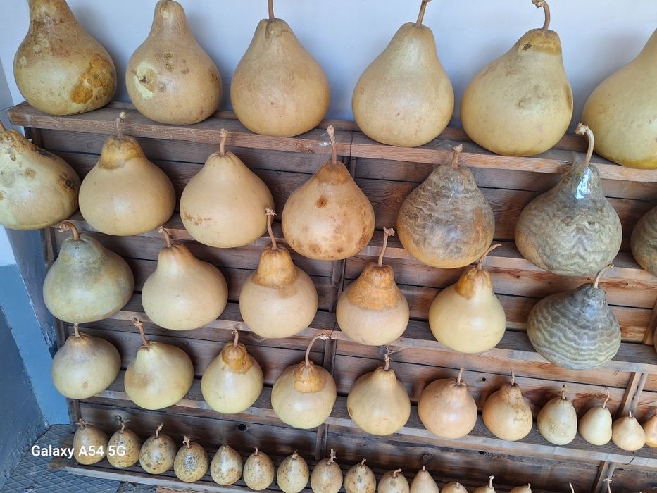 Томоша Ковок сотилади