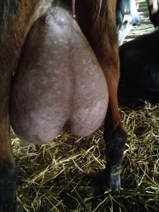 Țap Alpin de 3 ani și capre cu pedigree