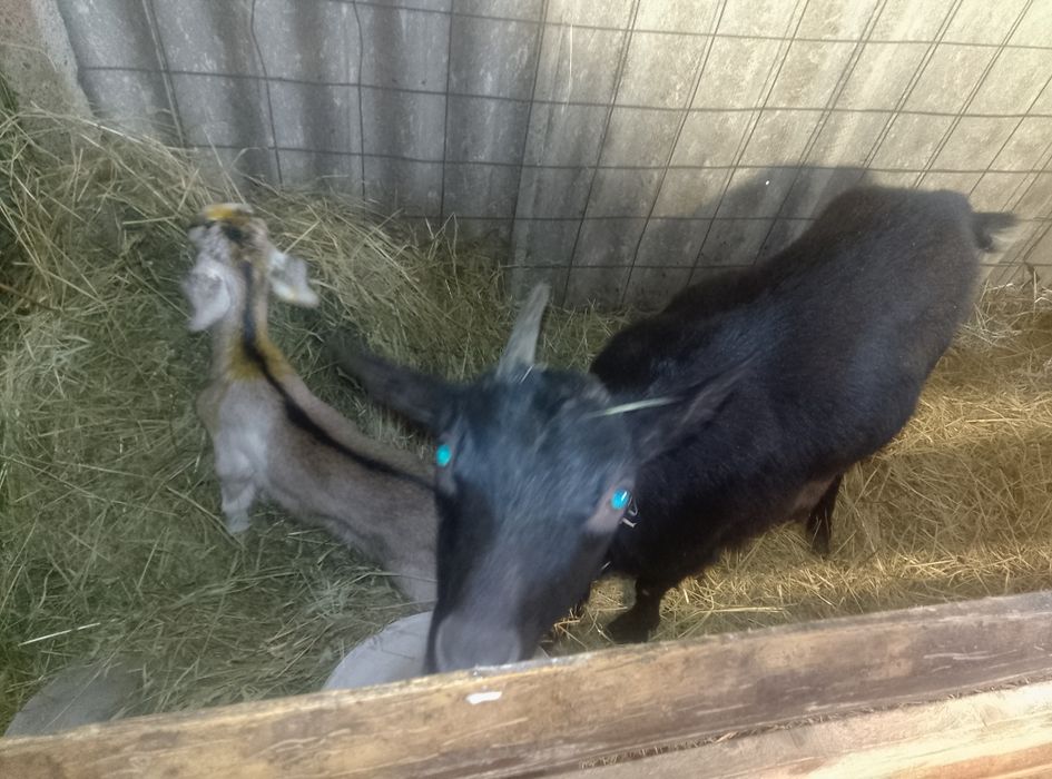 Vând două capre alpine franceze